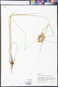 Cyperus pseudovegetus image