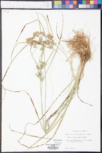 Cyperus pseudovegetus image