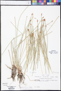 Eleocharis montana image