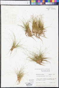 Eleocharis microcarpa image