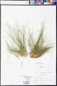 Eleocharis microcarpa image