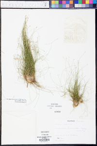 Eleocharis microcarpa image