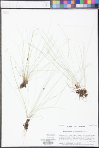 Eleocharis microcarpa image