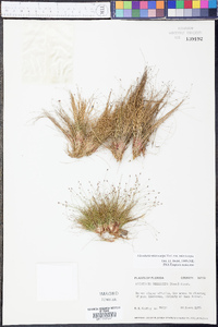 Eleocharis microcarpa image