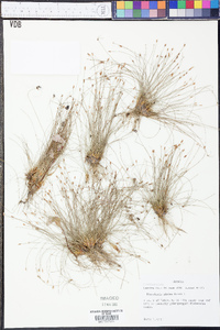 Eleocharis minima image