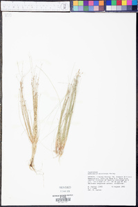 Eleocharis microcarpa image