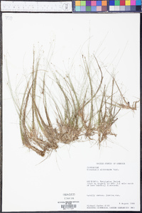 Eleocharis microcarpa image