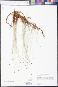 Eleocharis montevidensis image