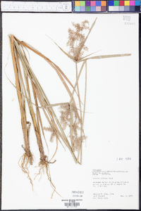 Cyperus pilosus image