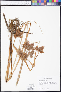 Cyperus pilosus image