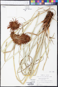 Cyperus planifolius image