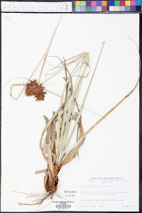 Cyperus planifolius image