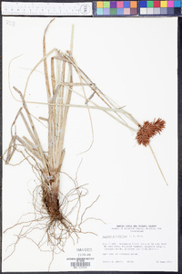 Cyperus planifolius image