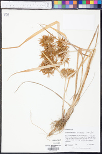 Cyperus odoratus var. odoratus image