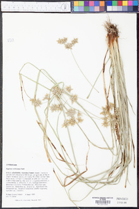 Cyperus ochraceus image