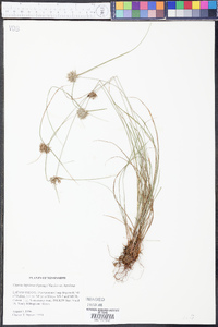 Cyperus lupulinus image