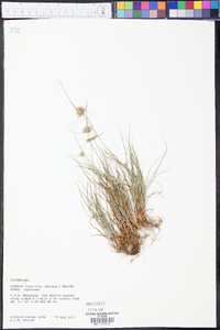 Cyperus lupulinus image