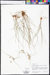 Cyperus lupulinus image