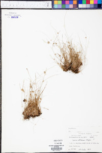 Cyperus retrorsus image