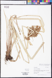 Cyperus virens image