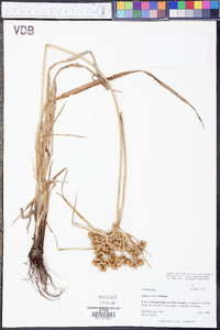 Cyperus virens image