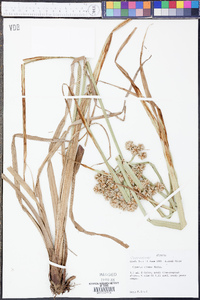 Cyperus virens image