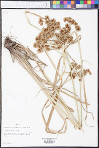 Cyperus virens image