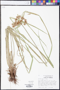 Cyperus virens image