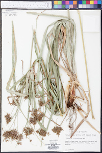 Cyperus tetragonus image