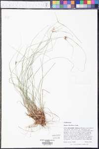 Cyperus thyrsiflorus image