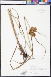 Cyperus virens image