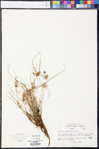 Cyperus bipartitus image