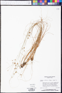 Cyperus retrorsus image