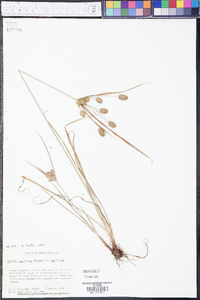 Cyperus retrorsus var. retrorsus image