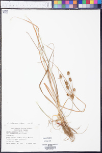 Cyperus retrorsus image