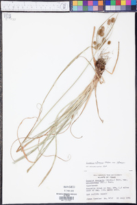 Cyperus retrorsus image