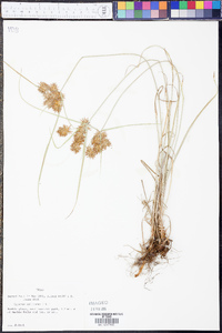 Cyperus retroflexus image