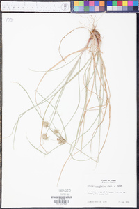 Cyperus retroflexus image