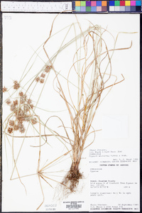 Cyperus retroflexus image