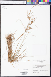 Cyperus retroflexus image