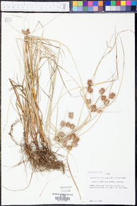 Cyperus retroflexus image