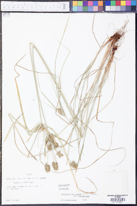 Cyperus retroflexus image