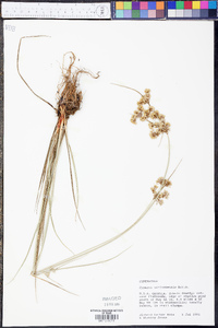 Cyperus surinamensis image