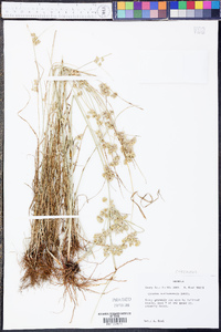 Cyperus surinamensis image