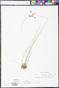 Cyperus surinamensis image