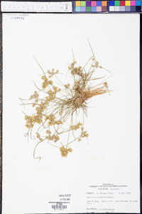 Cyperus surinamensis image