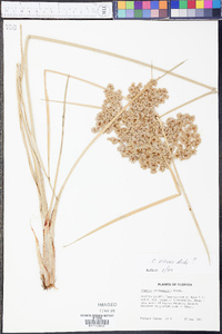 Cyperus virens image