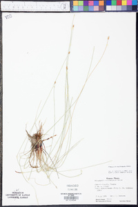 Eleocharis erythropoda image