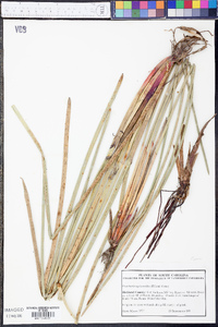 Eleocharis equisetoides image