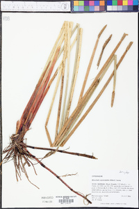 Eleocharis equisetoides image